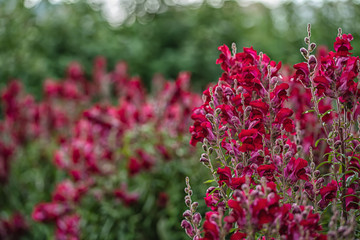 Fototapeta premium Purple antirrhinum or dragon flowers or snapdragons in a green flowers garden