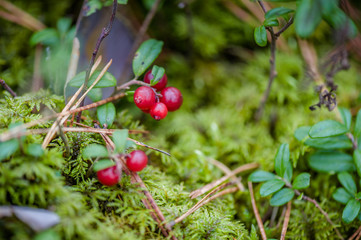 Red cowberries with leaves in forest. Nature background. Ripe red lingonberry, or cowberry grows in...