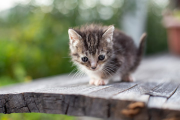 kitten cat in the garden