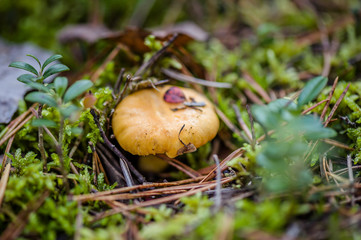 Edible mushroom yellow chanterelle or golden chanterelle or girolle on natural background. Outdoors close-up macro on gentle blurred background. Soft focus.