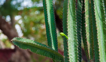 green leaf with water drops