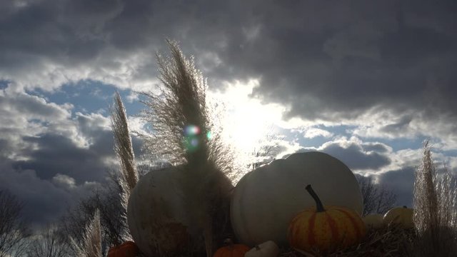 Beautiful light from the sun that makes the pumpkins magnificent from this angle. In the back, you can see the beautiful sky moving slowly.