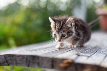 Obraz premium kitty cat walking