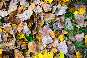 Textura otoñal de hojas secas en el suelo en otoño