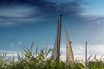 Sailing boat hidden behind reed