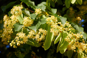 Flowering large-leaf Linden (Tilia). The branches are covered with yellow flowers. Medicinal plant. Linden or lime tree in bloom as background of spring nature