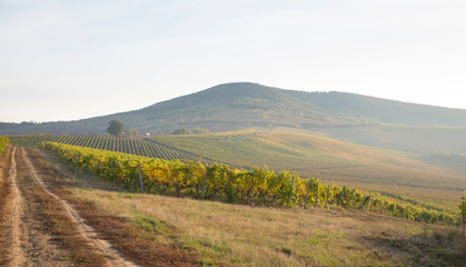 Beautiful landscape of Vineyards in Tuscany. Chianti region in summer season. Italy.