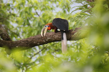 Rufous Necked Hornbill