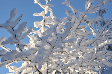 Wintermotiv mit gefrorenem Schnee auf Ästen vor blauem Himmel