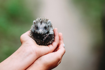 hedgehog © elenavah