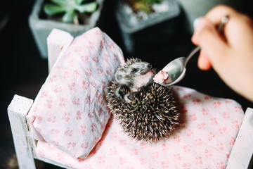 hedgehog © elenavah