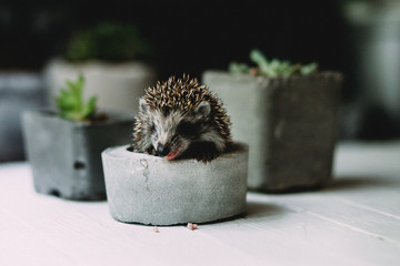 hedgehog in forest © elenavah