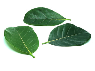 Jackfruit leaves on the White Blackground