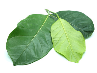Jackfruit leaves on the White Blackground