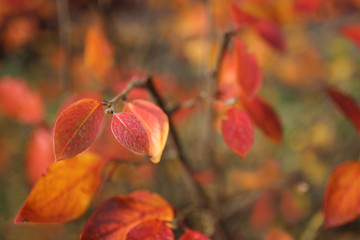 Bush with red leaves. Autumn colors. Selective focus..