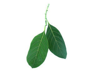 Jackfruit leaves on the White Blackground