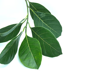 Jackfruit leaves on the White Blackground