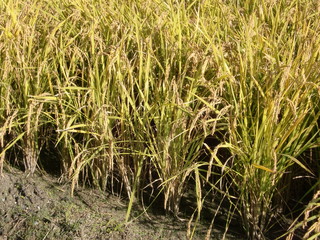 Obraz premium 稲穂