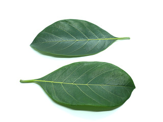 Jackfruit leaves on the White Blackground