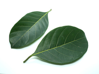 Jackfruit leaves on the White Blackground