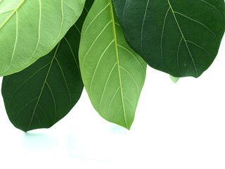 Jackfruit leaves on the White Blackground