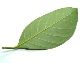 Jackfruit leaves on the White Blackground