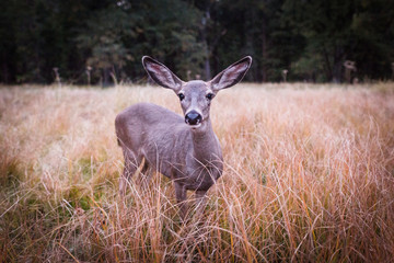 Curious Deer in tall grass