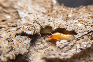 Termites in the nest on a white background. Small animals are dangerous for habitat.