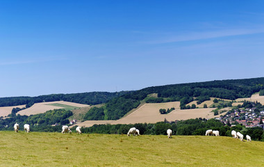 Cows on the hills of the Vexin regional nature park