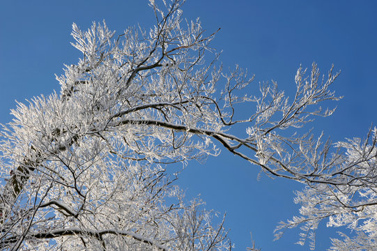 Winterlandschaft im Wald,   B&auml;ume von Schnee bedeckt in hellem Sonnenschein vor blauem Himmel