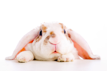 Cute little orange and white color bunny rabbit rabbit peeps out from behind a table on white background - animals and pets concept. Copyspace