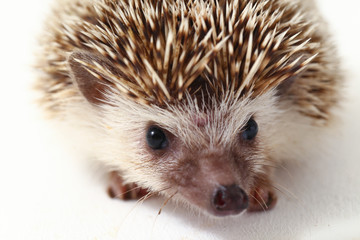  african pygmy hedgehog isolated on white background