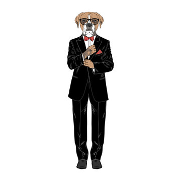 Humanized boxer breed dog with tattoo dressed up in classy outfits. Design for dogs lovers. Fashion anthropomorphic doggy illustration. Animal wear tuxedo, tie bow, glasses. Hand drawn vector.