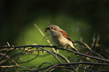 Red backed shrike and its spoil