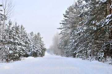 Snowy Road in Winter Forest. Awesome winter landscape. A snow-covered path among the trees in the wild forest. Forest in the snow.