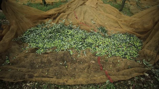 Raccolta olive verdi in Puglia	