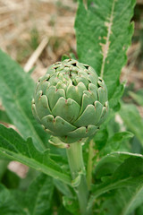 Artichoke and artichoke flower in the field in Turkey.