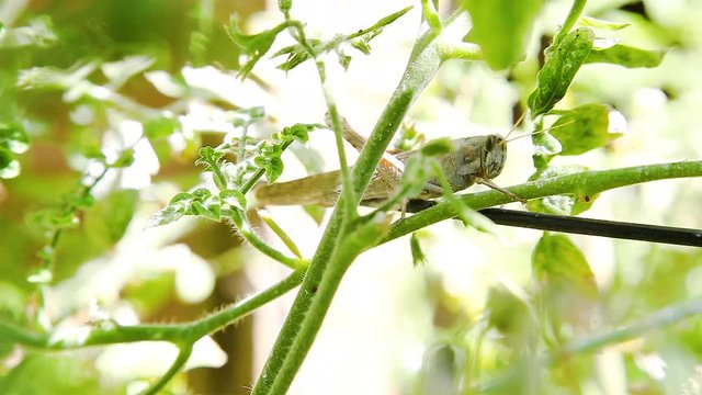 A giant gray bird grasshopper sits camouflaged on a green tomato plant in an organic garden. It loos nervous as the shadow of a gardener move in the background. The abdomen moves in breath.