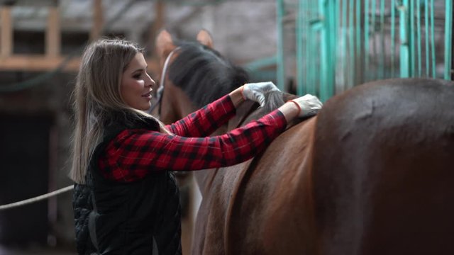 A beautiful girl in a fashionable shirt is cleaning a brown horse in the stall