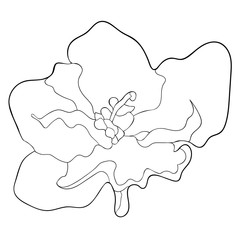 the Violet flower of pansies.  illustration