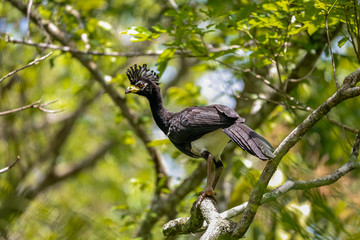 Close up of a Bare-faced Curassow perched in a tree, Pantanal Wetlands, Mato Grosso, Brazil