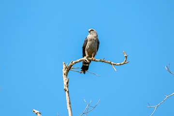 Plumbeous Kite perched on a bare branch against blue sky, Pantanal Wetlands, Mato Grosso, Brazil