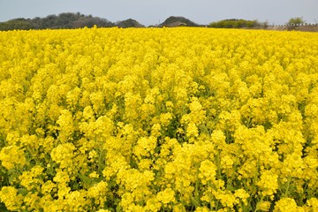 Obraz premium 菜の花