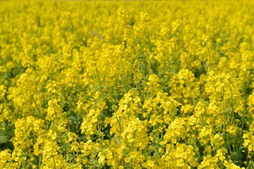 Obraz premium 菜の花