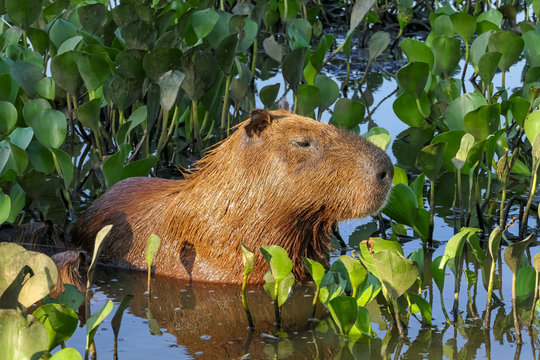 Close up of a cute Capybara standing in water between water hyacinths in sunlight, Pantanal Wetlands, Mato Grosso, Brazil