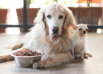 Golden retriever dog and whith chihuahua dog are close together  looking to the camera,with bowl of dog food  in front of them