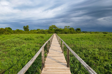 Fototapeta na wymiar Wooden boardwalk over swampy area leading to the horizon, Pantanal Wetlands, Mato Grosso, Brazil 