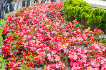 pink red flower garden