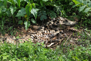 Skeleton of a Caiman yacare in the bushes, Pantanal Wetlands, Mato Grosso, Brazil