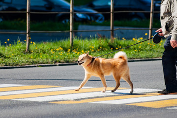 Karelian Husky crosses the road at a pedestrian crossing. Beautiful red dog walks on a leash.